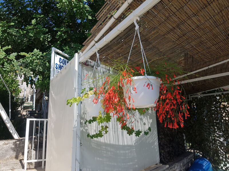 Robinzonáda Eugenia