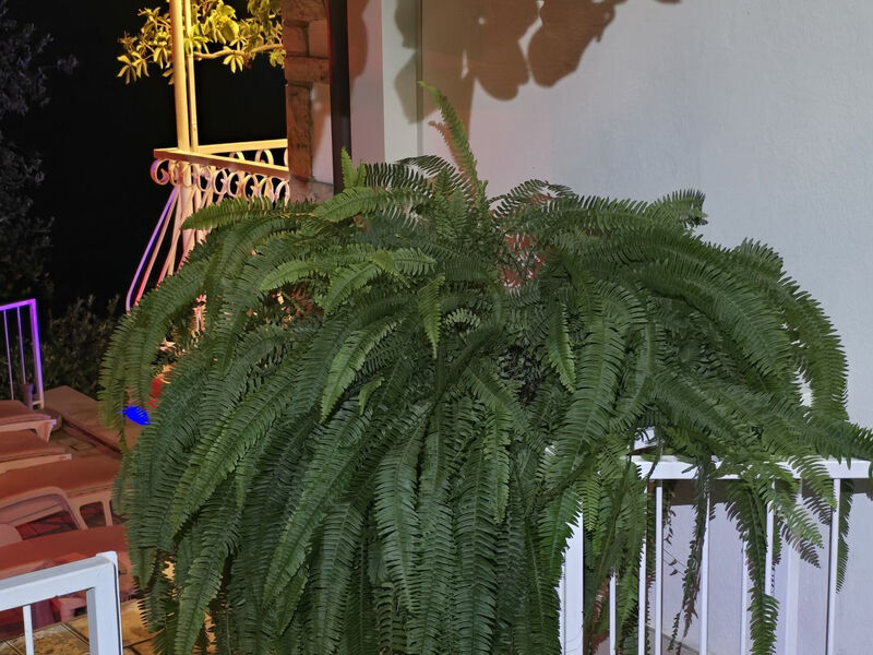 Robinzonáda Eugenia
