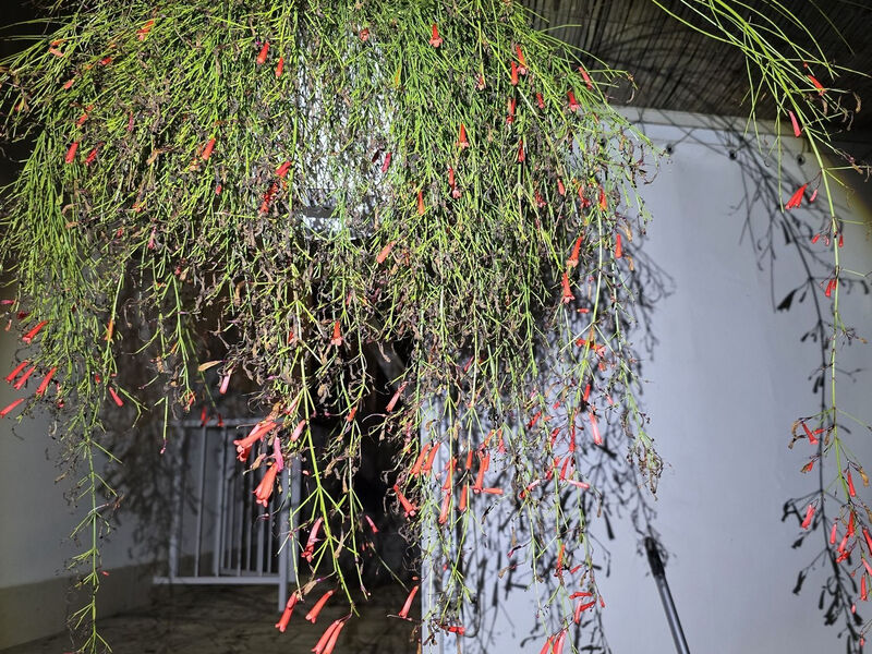 Robinzonáda Eugenia