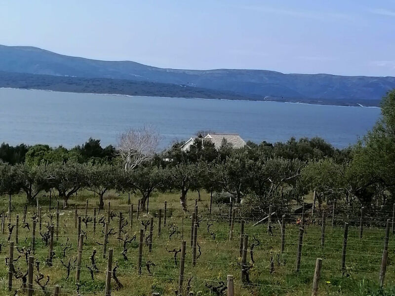 Robinzonáda Vinograd