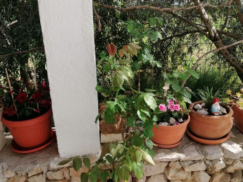 Robinzonáda Vinograd