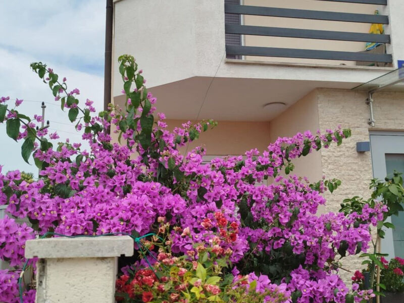 Apartmán Smokvica