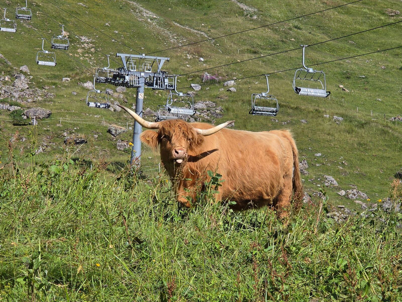 Ecureuil