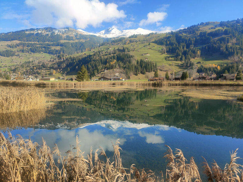 Lenk Unique