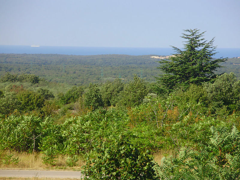 Maruzini