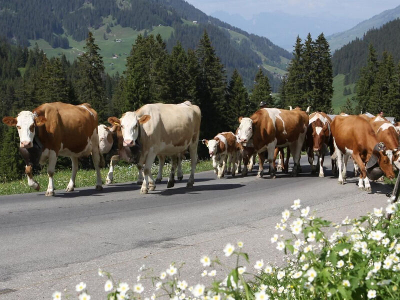 Gehrihornblick