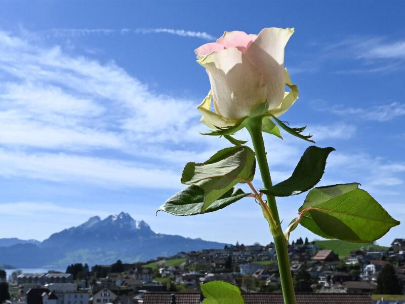 Apartmán Alpenblick / F6