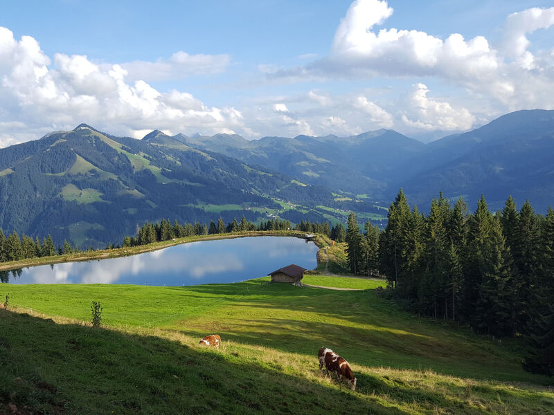 Hohe salve
