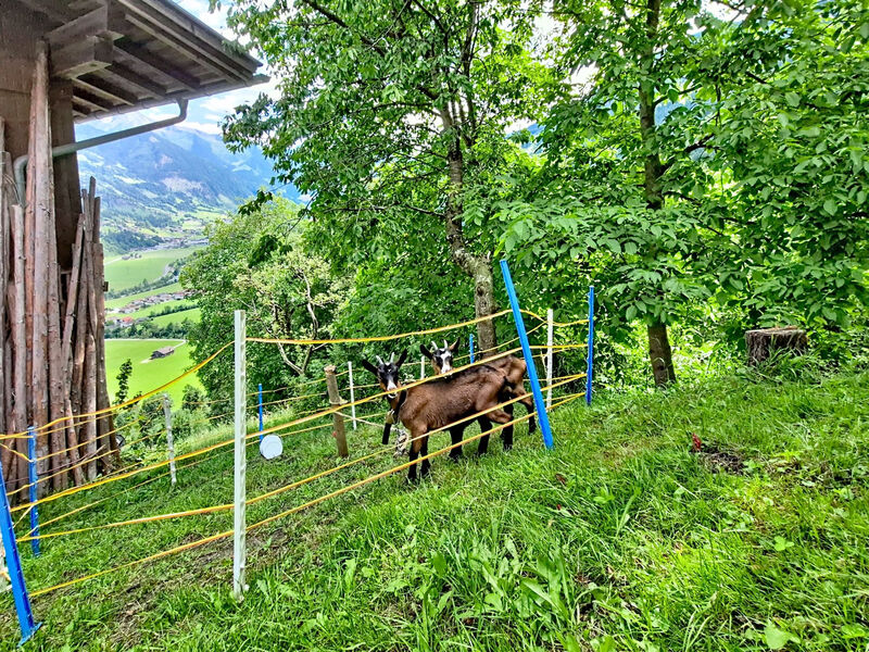 Brandnerhof
