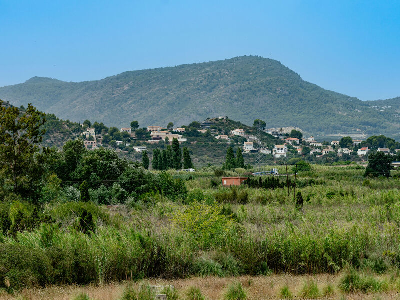 Oliva Nova Cabagua