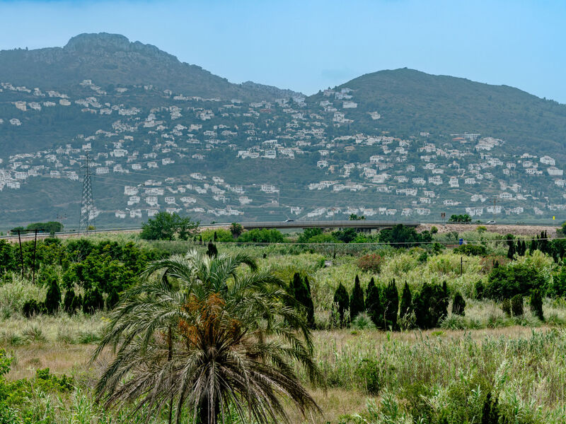 Oliva Nova Cabagua