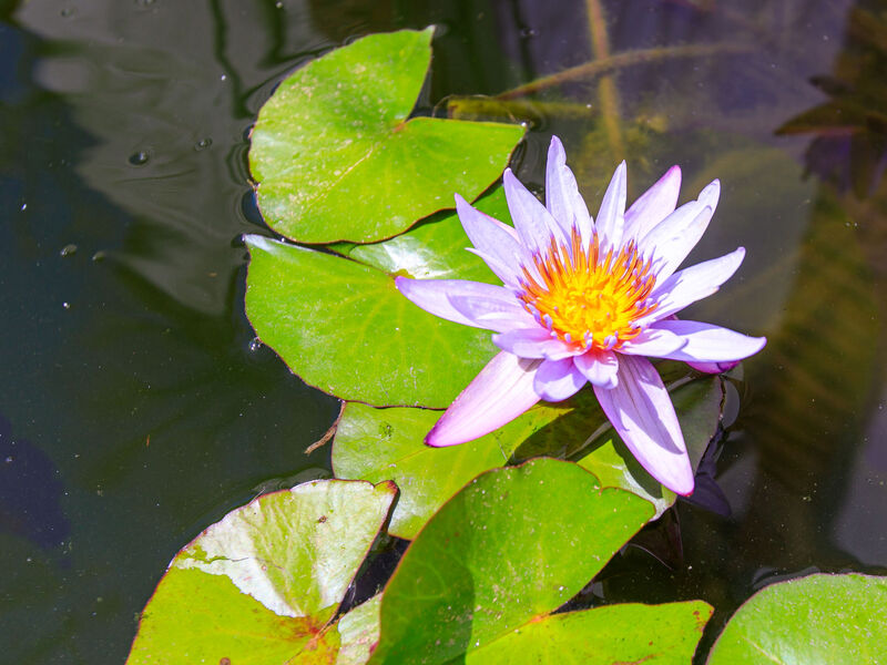 Lotus