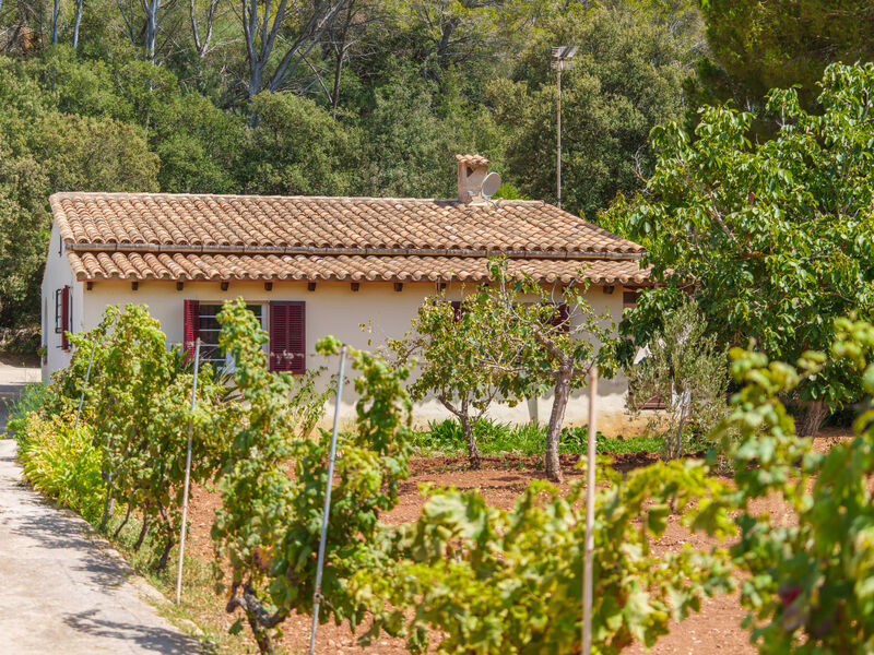 Ullastro Pollença