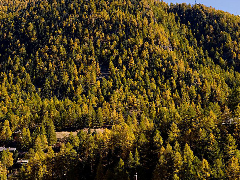 Chalet Castor