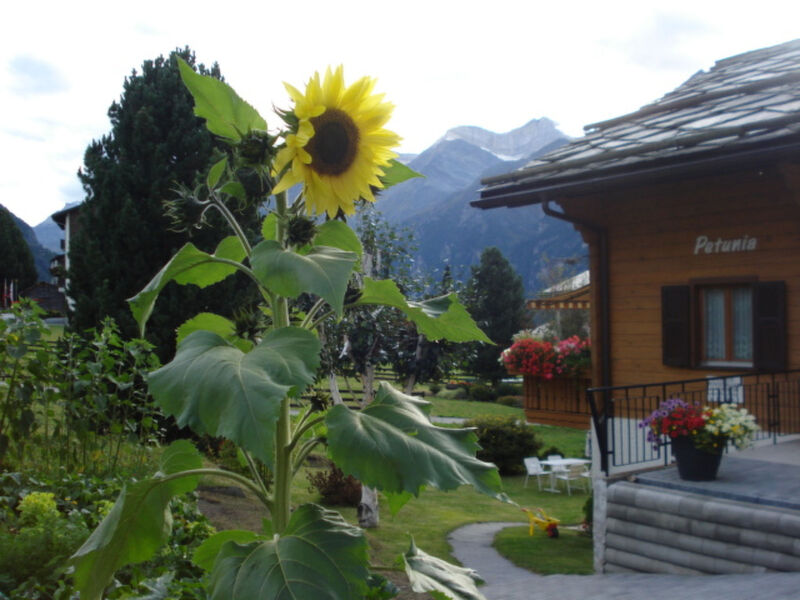 Chalet Petunia, (Grächen), 1116