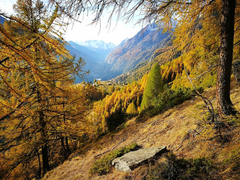 Chalet Ferienwohnungen Schwalbennest Moos Grächen, (Grächen),