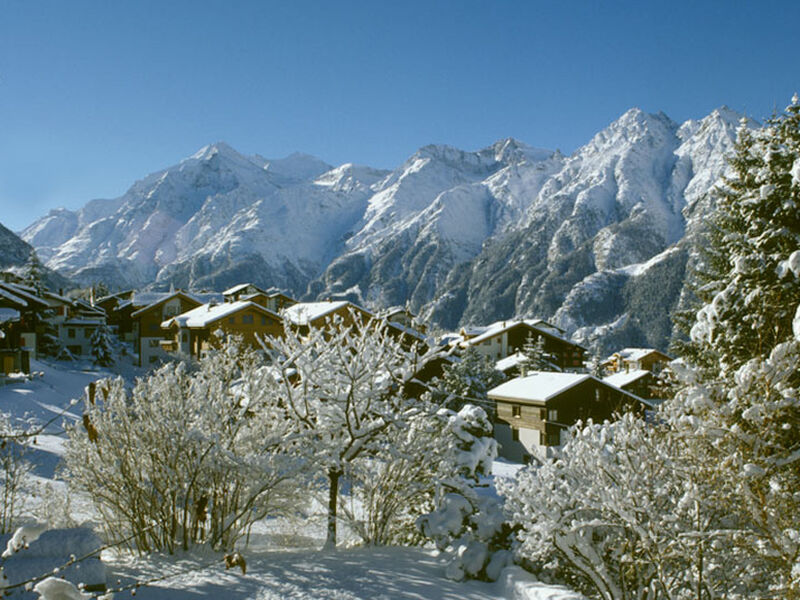 Soldanella, (Grächen),