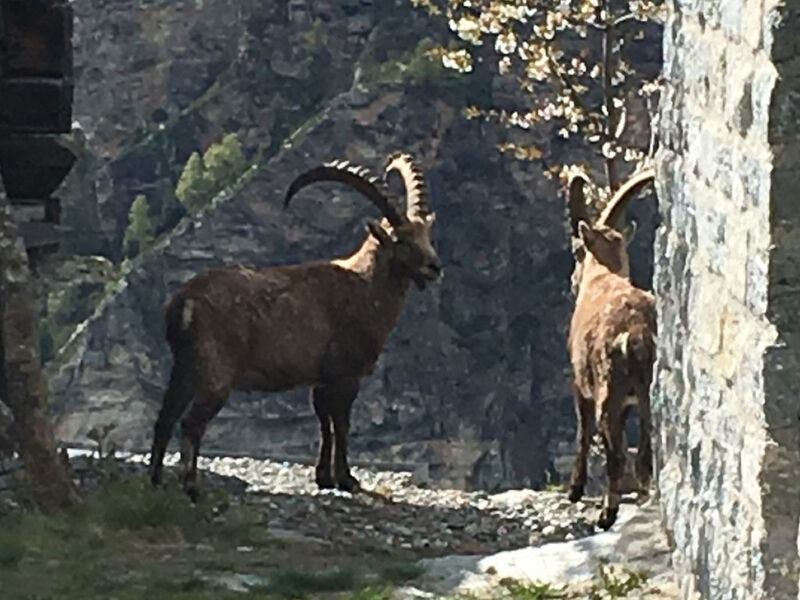 natur pur