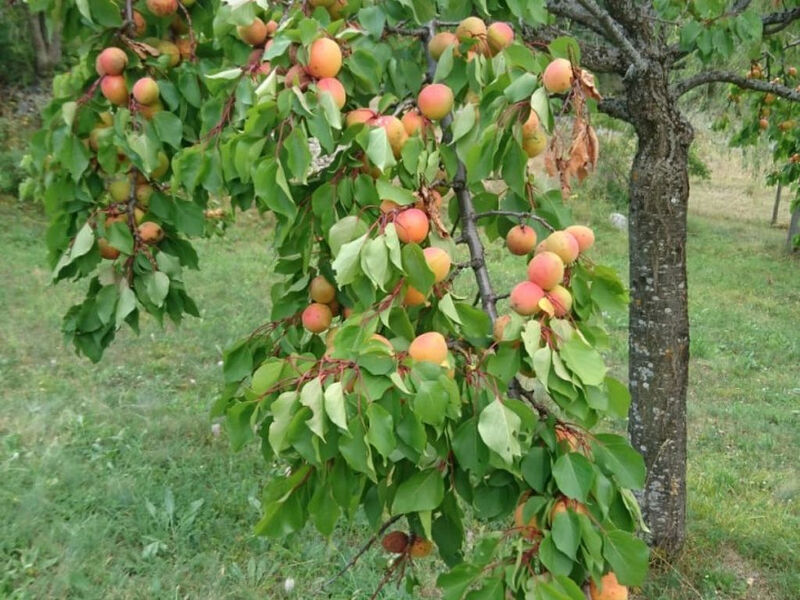 natur pur