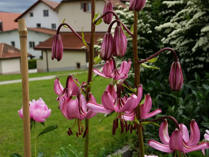 Apartmán - Bellevue, (Les Breuleux),