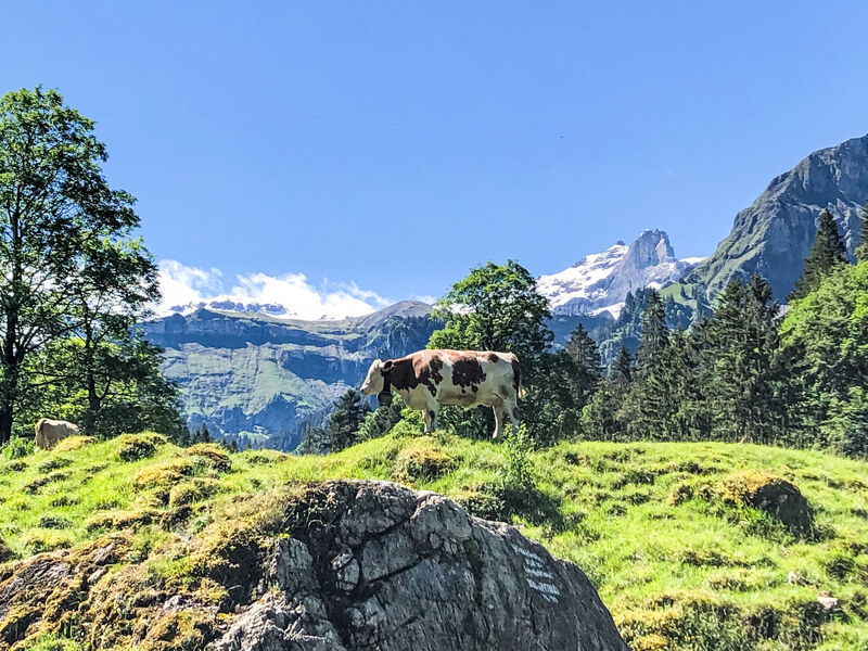 Sennhütte Kiental