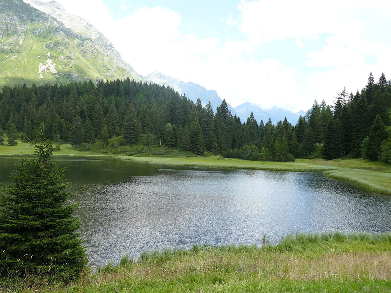 Nido delle Alpi