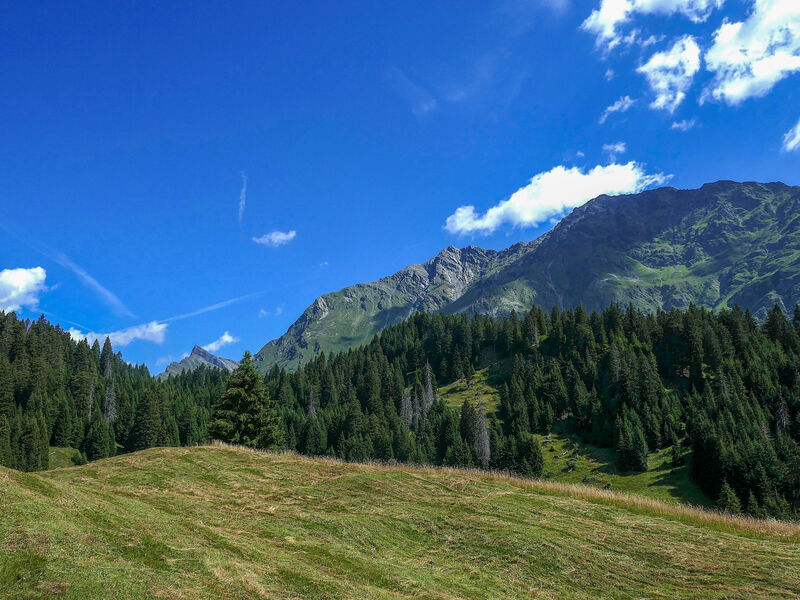 Nido delle Alpi