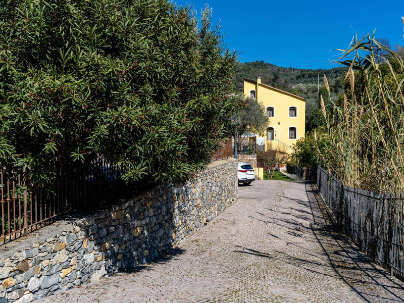 Gelsomino