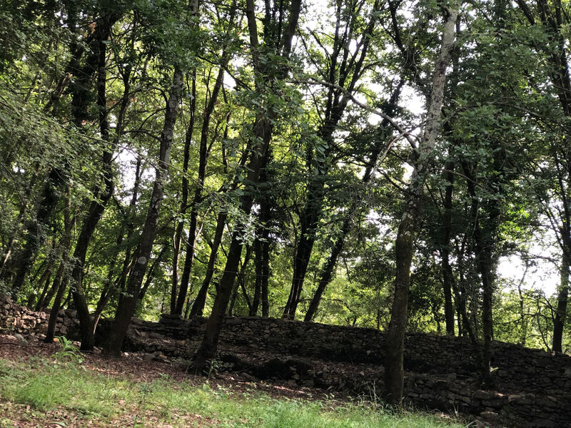 Kirschbäume, eine Oase im Wald zwischen Meer und Natur