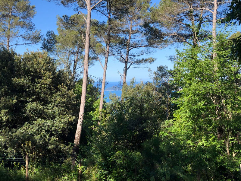 Kirschbäume, eine Oase im Wald zwischen Meer und Natur