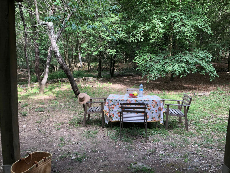 Kirschbäume, eine Oase im Wald zwischen Meer und Natur