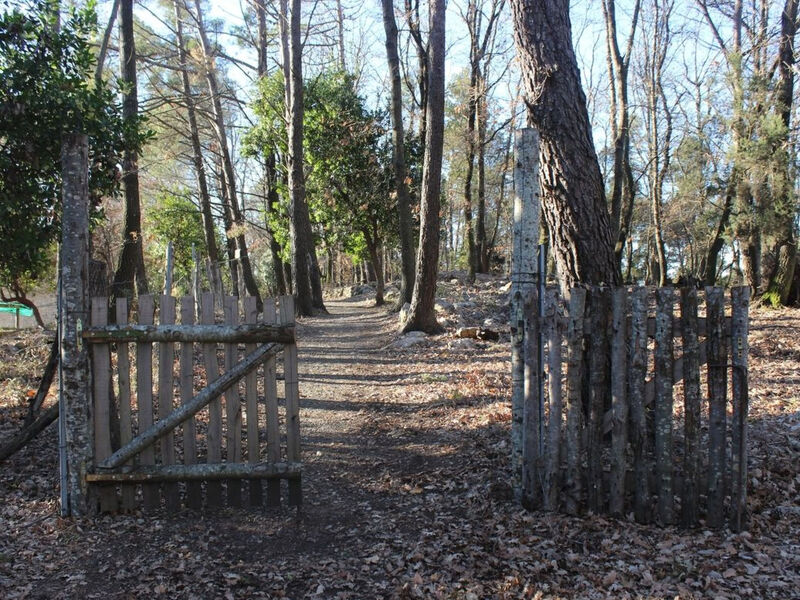 Kirschbäume, eine Oase im Wald zwischen Meer und Natur