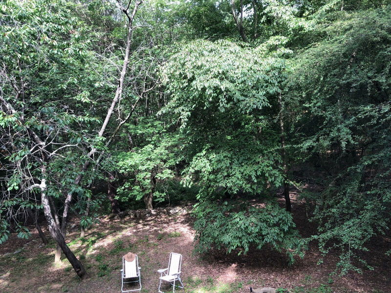 Kirschbäume, eine Oase im Wald zwischen Meer und Natur