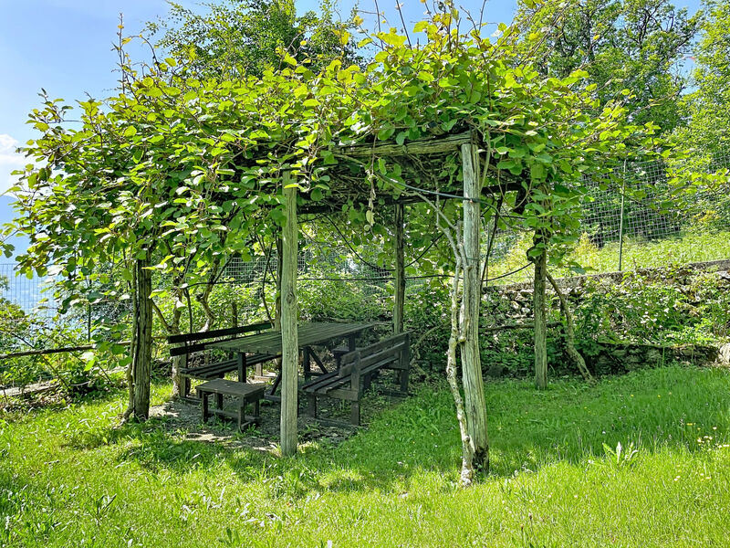Il Cervo