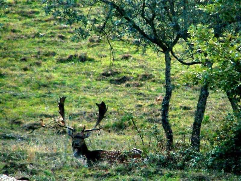 La Capanna