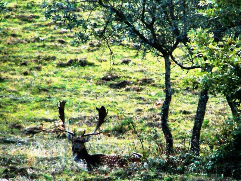 La Capanna