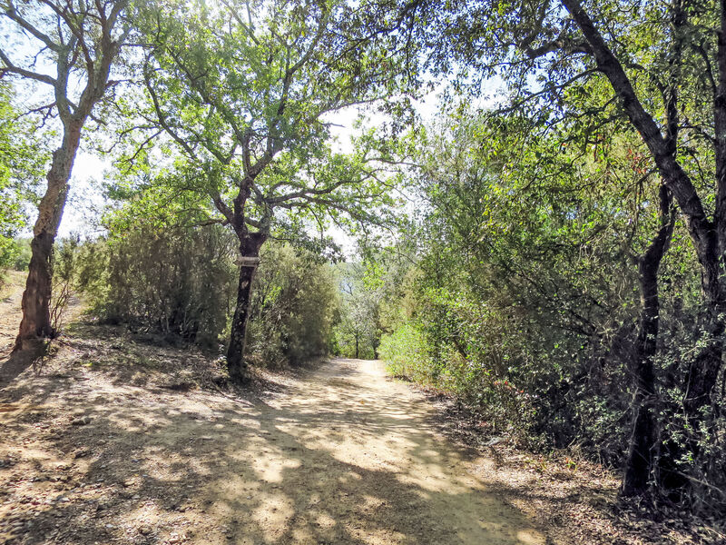 Corbezzolo