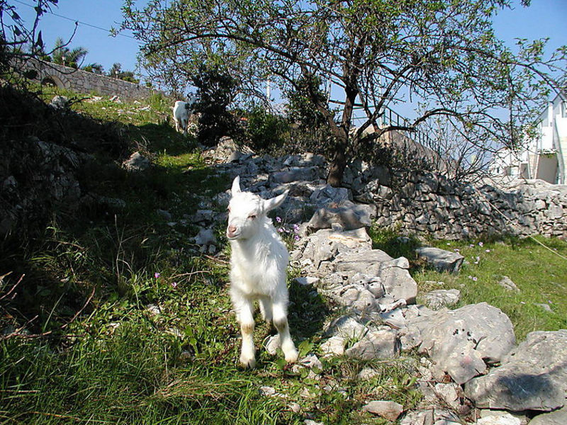 Solenta