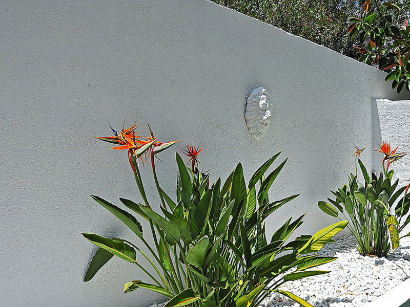Maduixera
