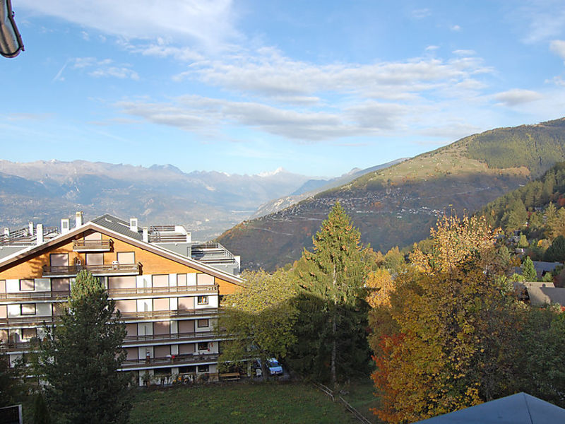 Montfort 17a