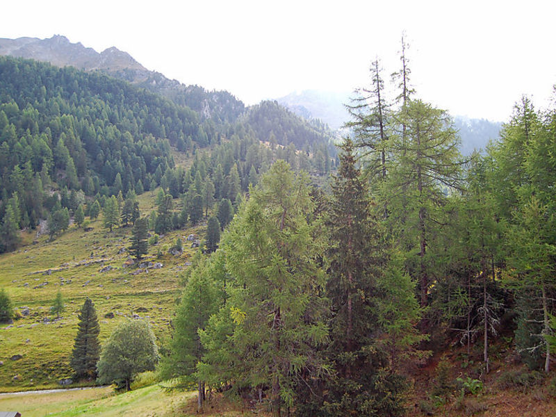 Mont Fort 43