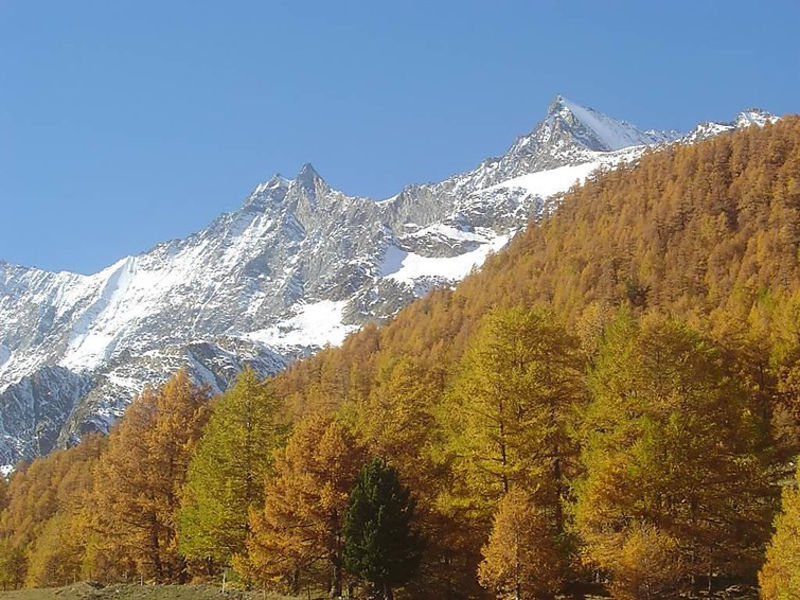 Amici