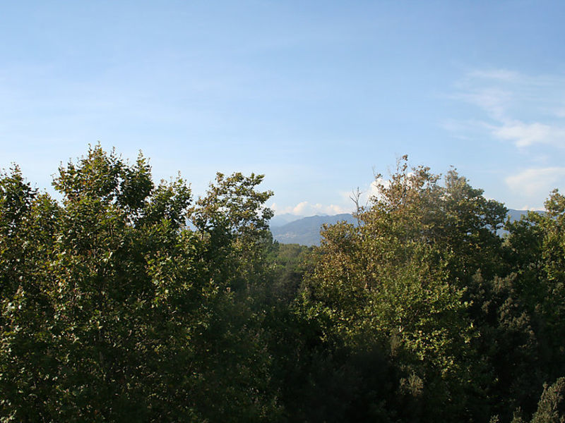 Il Pitosforo