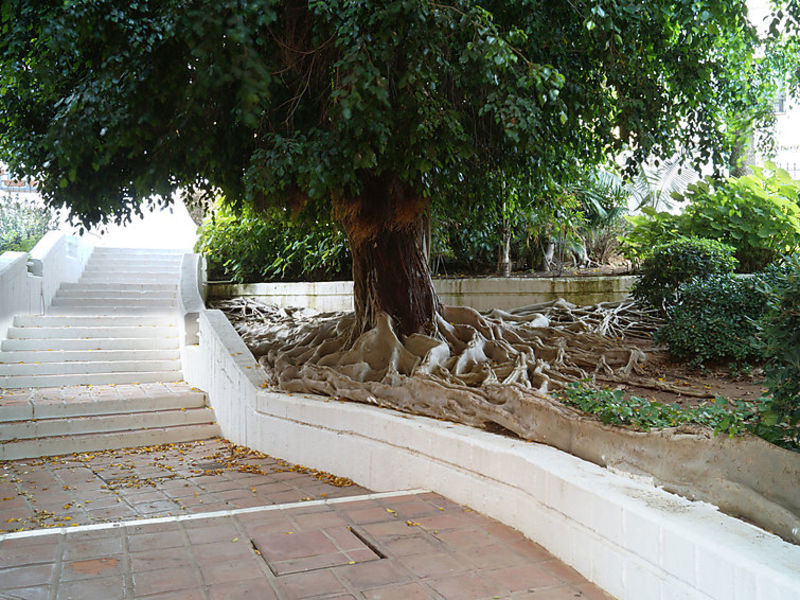 Cabopino