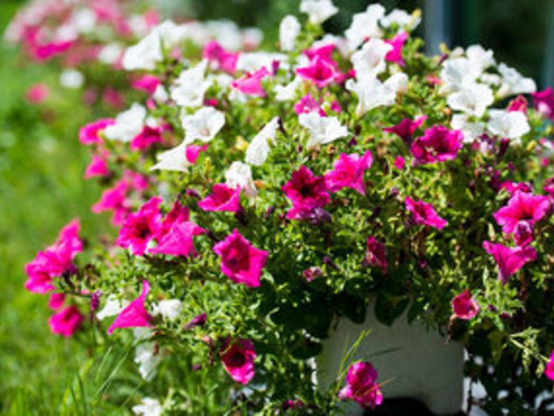 Wellnesshotel PirminZurbriggen