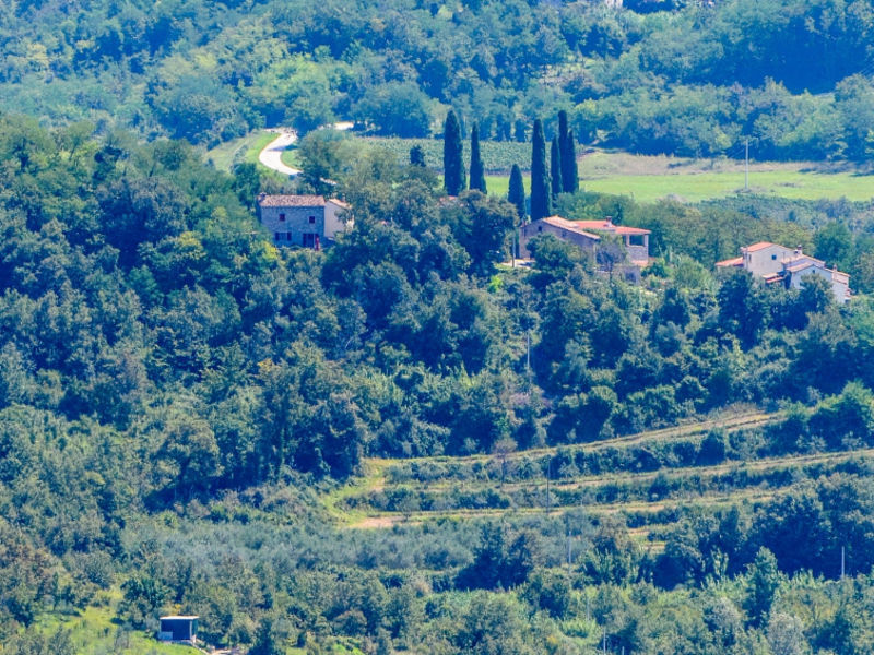 Monte