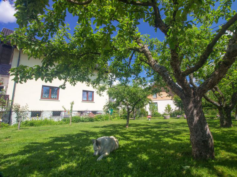 Zver