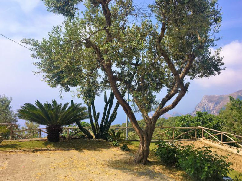 Punta Campanella