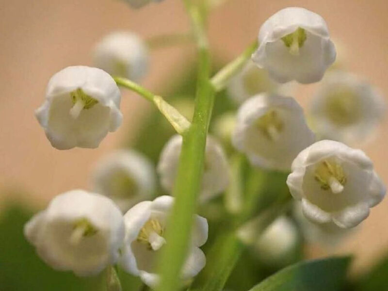 Pokoj 1